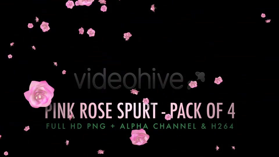 Flower Spurt Pink Rose Pack of 4 Videohive 5428895 Motion Graphics Image 9