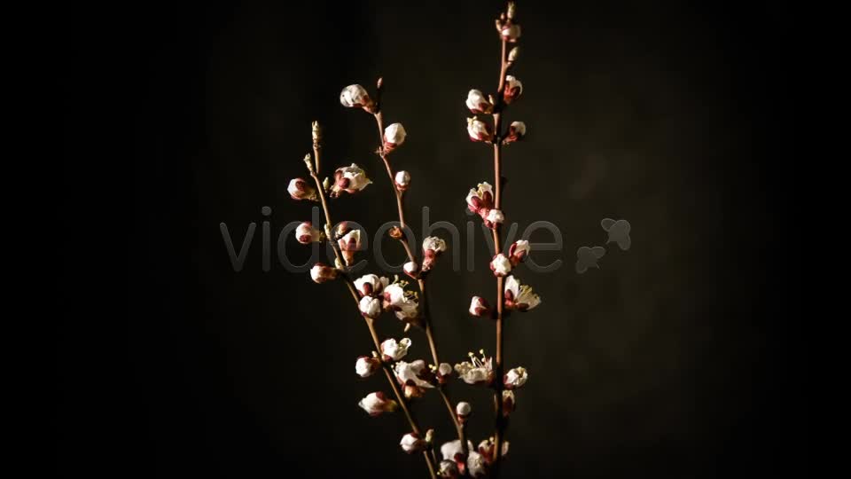 Flowers Blooming Apricot Tree Videohive 7910263 Motion Graphics Image 1