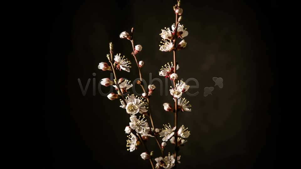 Flowers Blooming Apricot Tree Videohive 7910263 Motion Graphics Image 2