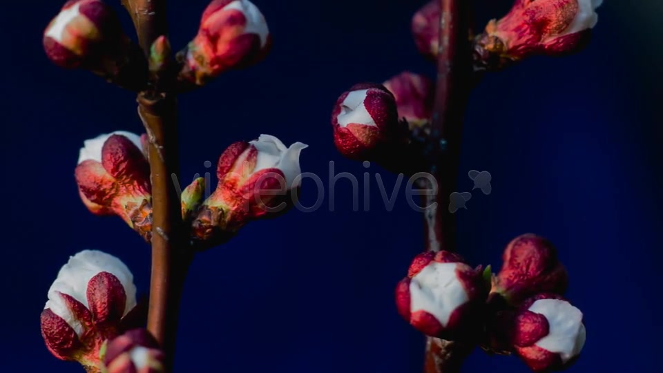 Flowers Blooming Apricot Tree Videohive 7910263 Motion Graphics Image 3