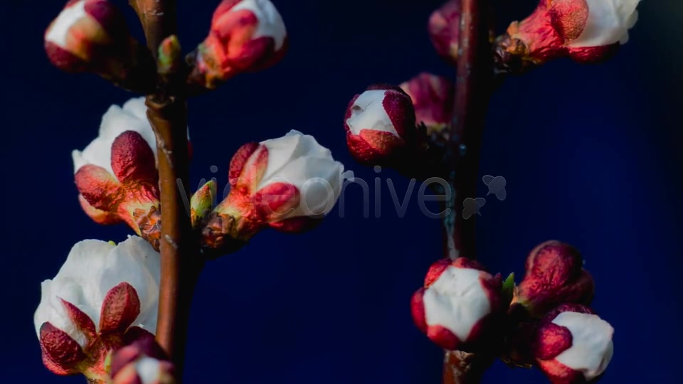 Flowers Blooming Apricot Tree Videohive 7910263 Motion Graphics Image 4