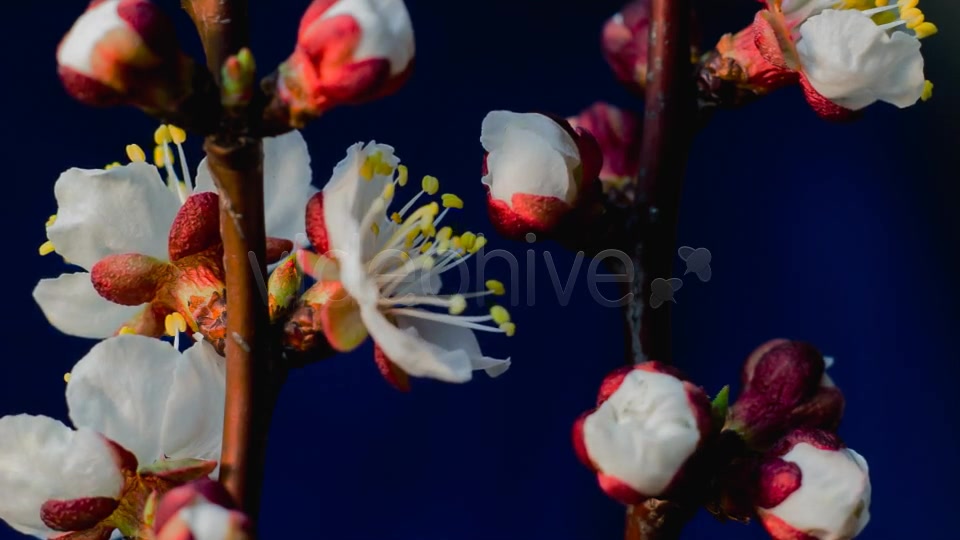 Flowers Blooming Apricot Tree Videohive 7910263 Motion Graphics Image 5