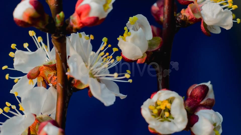 Flowers Blooming Apricot Tree Videohive 7910263 Motion Graphics Image 6