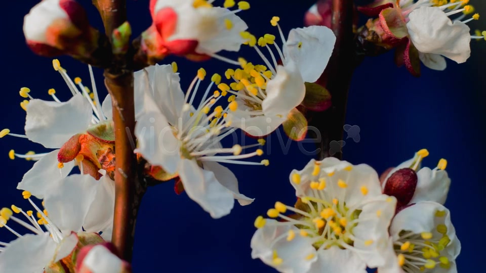 Flowers Blooming Apricot Tree Videohive 7910263 Motion Graphics Image 7
