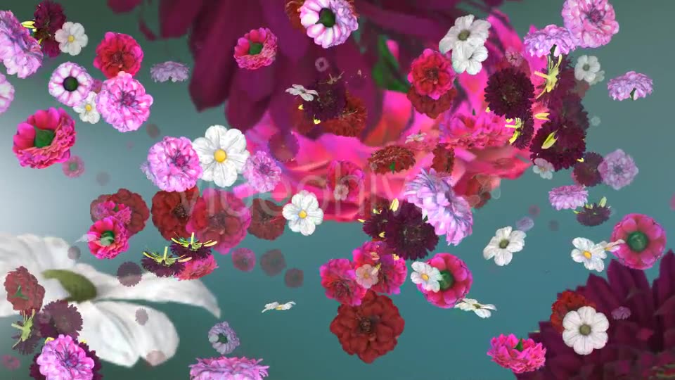 Flowers Falling Background Videohive 20071855 Motion Graphics Image 8