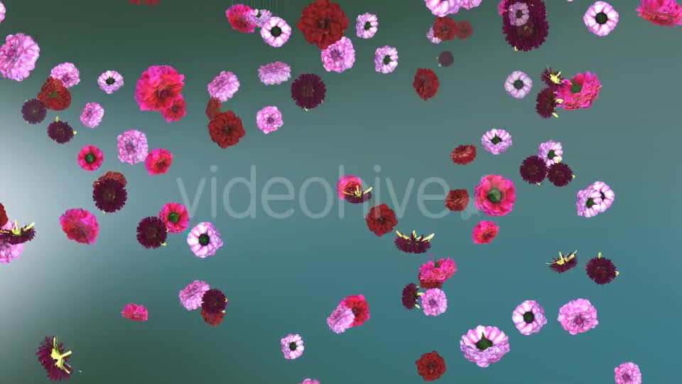 Flowers Falling Loop Background Videohive 20071762 Motion Graphics Image 1