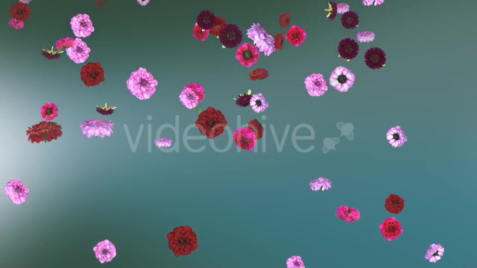 Flowers Falling Loop Background Videohive 20071762 Motion Graphics Image 8