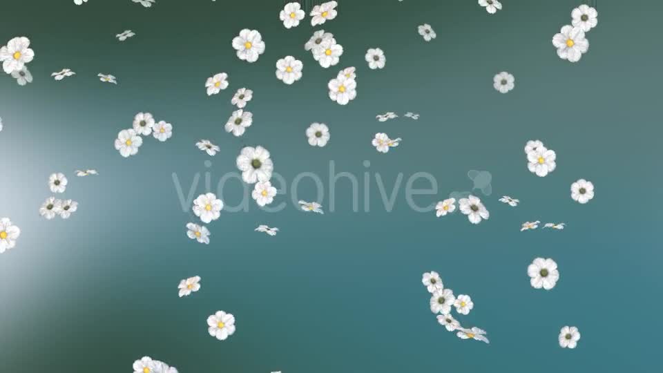 Flowers Falling Loop Background Videohive 20071819 Motion Graphics Image 1