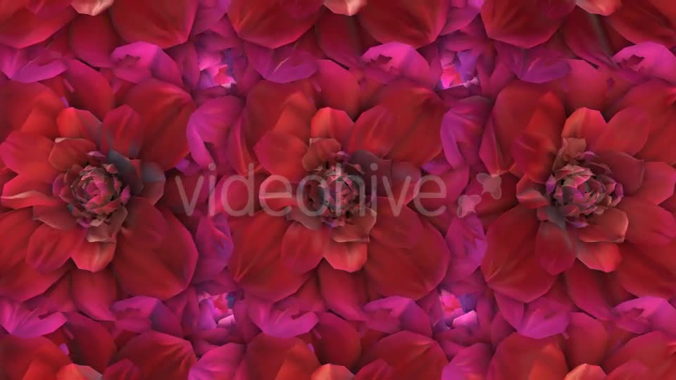 Flowers Loop Background Videohive 20053286 Motion Graphics Image 1