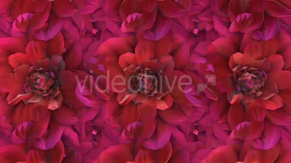 Flowers Loop Background Videohive 20053286 Motion Graphics Image 10