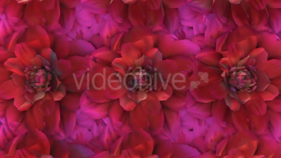 Flowers Loop Background Videohive 20053286 Motion Graphics Image 2