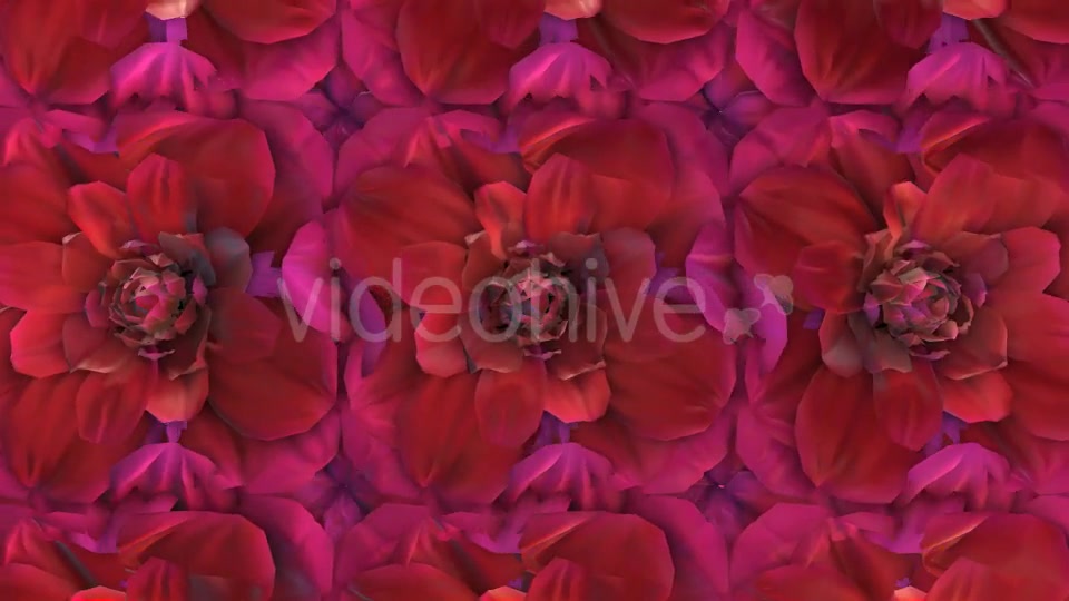 Flowers Loop Background Videohive 20053286 Motion Graphics Image 3