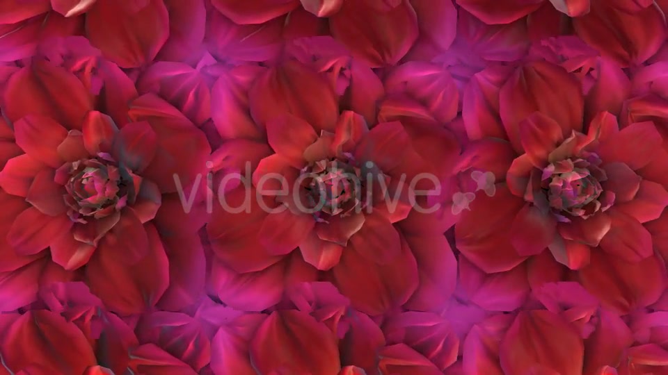 Flowers Loop Background Videohive 20053286 Motion Graphics Image 4