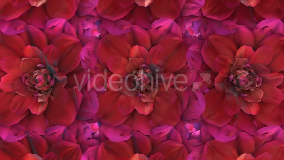 Flowers Loop Background Videohive 20053286 Motion Graphics Image 6