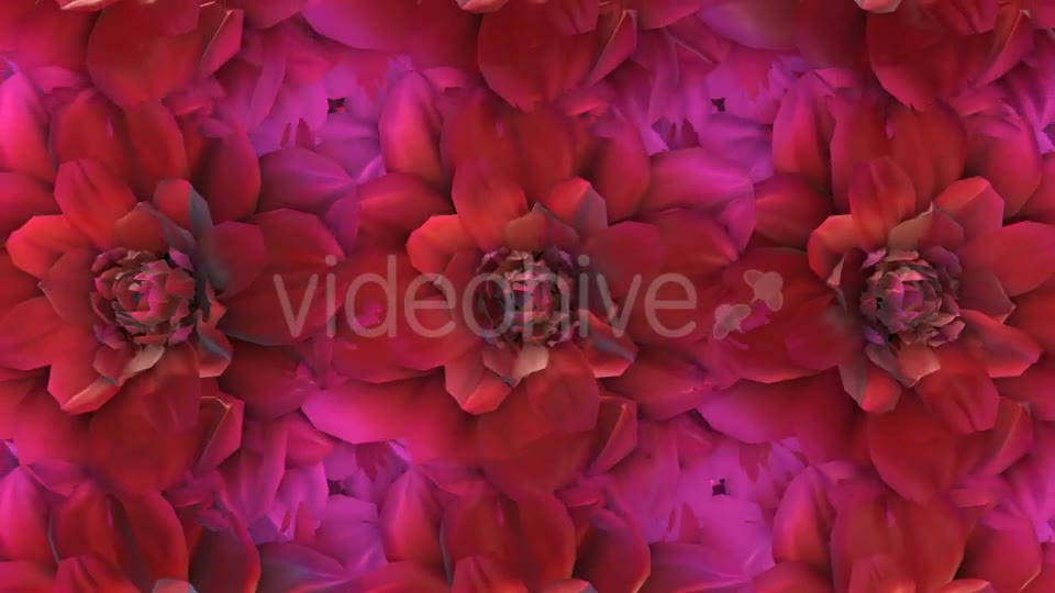 Flowers Loop Background Videohive 20053286 Motion Graphics Image 7