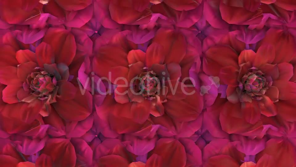 Flowers Loop Background Videohive 20053286 Motion Graphics Image 8