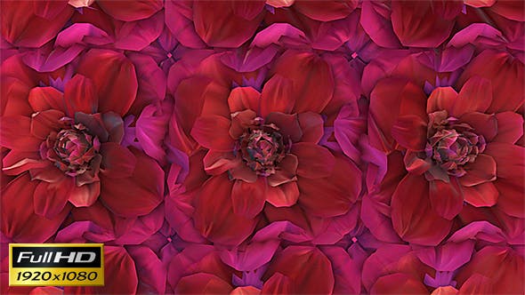 Flowers Loop Background - Download Videohive 20053286