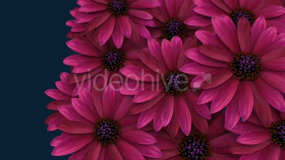 Flowers Transition Videohive 16607028 Motion Graphics Image 2