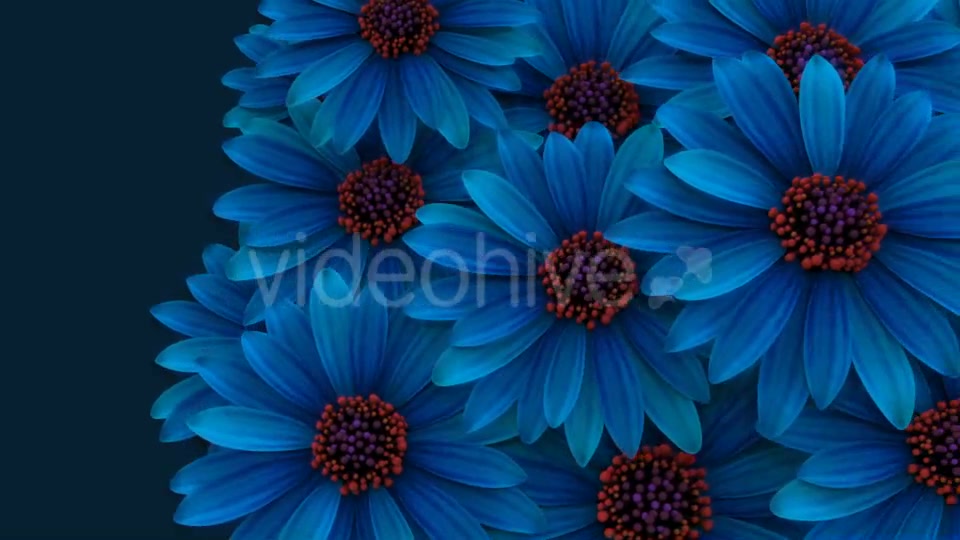 Flowers Transition Videohive 16607028 Motion Graphics Image 6