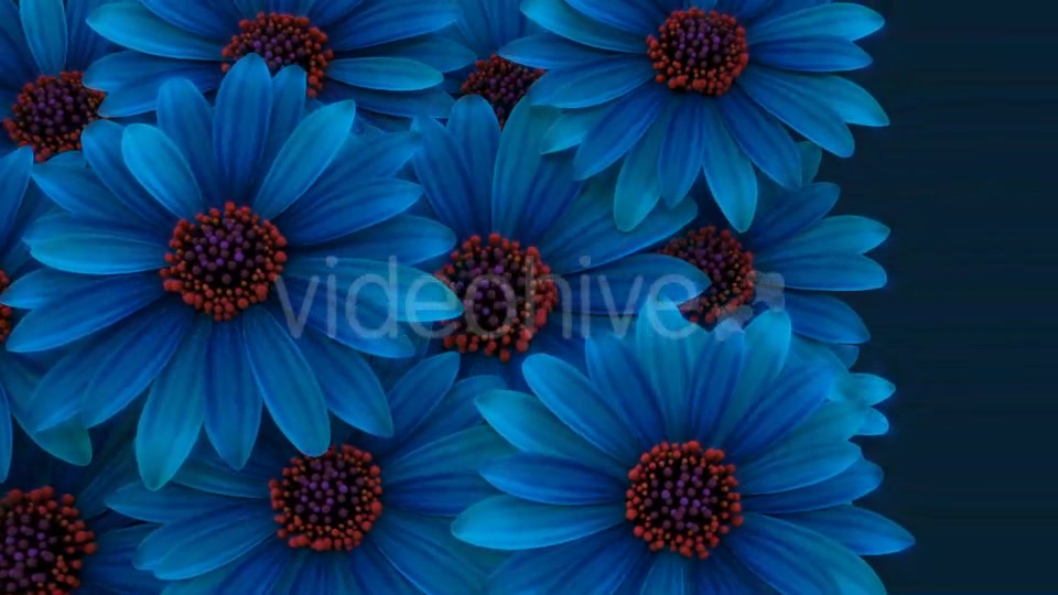 Flowers Transition Videohive 16607028 Motion Graphics Image 7