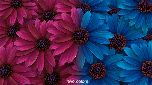 Flowers Transition - Download 16607028 Videohive