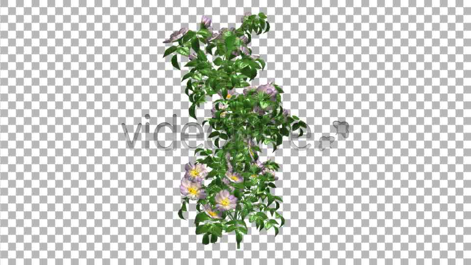 Flowers V 1 Videohive 8471136 Motion Graphics Image 11