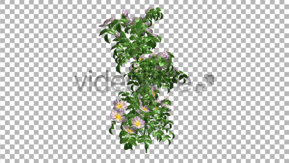 Flowers V 1 Videohive 8471136 Motion Graphics Image 9