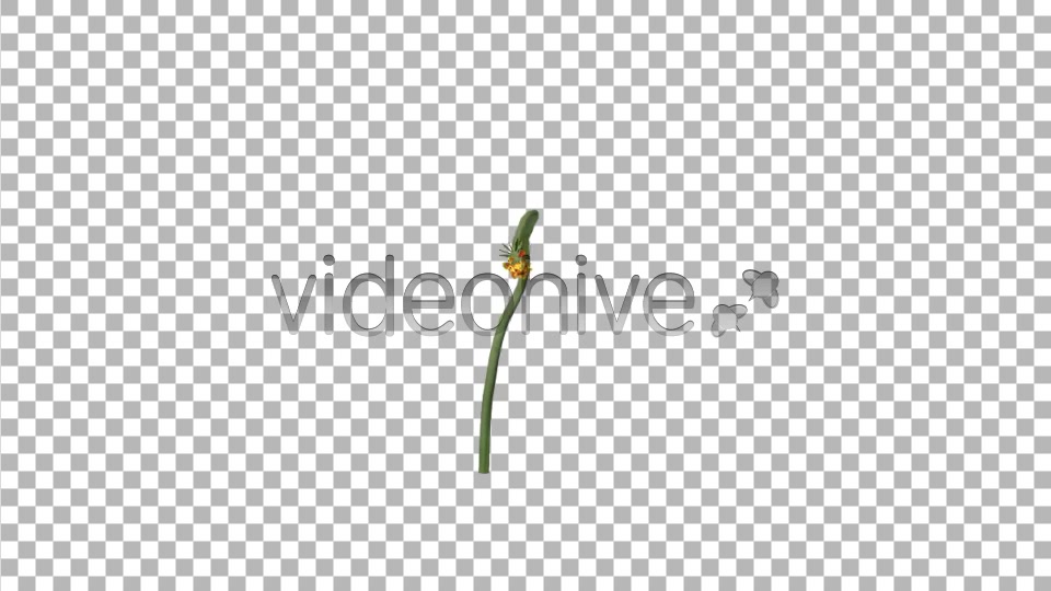 Flowers V 2 Videohive 8488350 Motion Graphics Image 5
