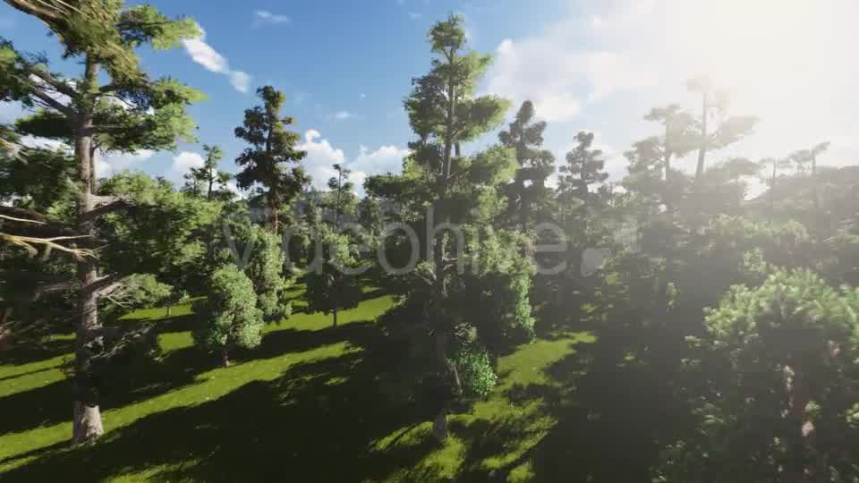 Fly into Forest Videohive 13047199 Motion Graphics Image 10