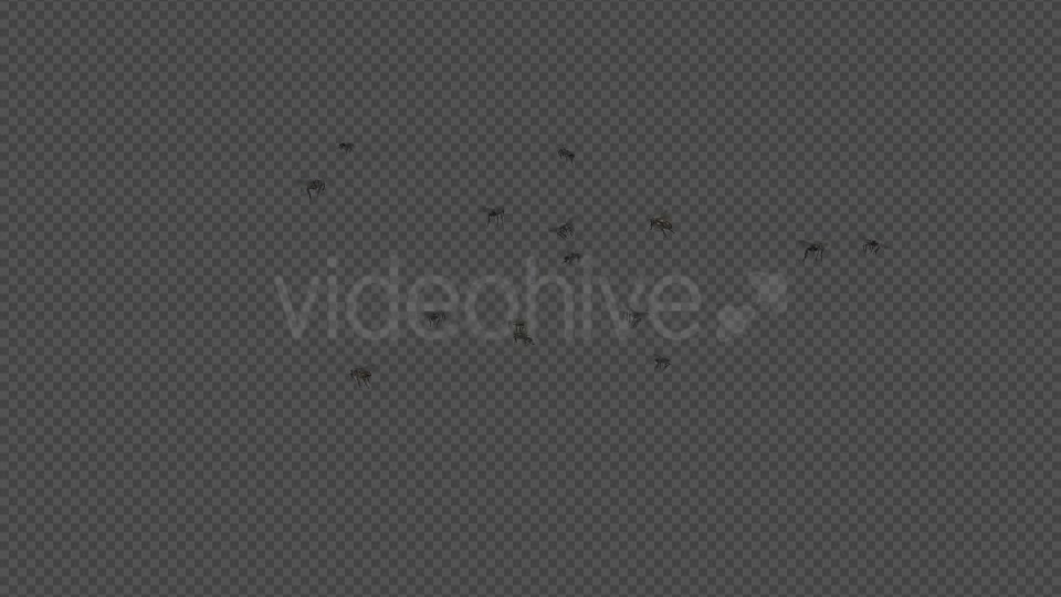 Fly Swarm Flying Around 4K Videohive 20828678 Motion Graphics Image 2