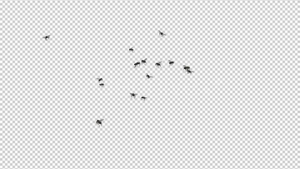 Fly Swarm Flying Around 4K Videohive 20828678 Motion Graphics Image 9