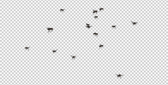 Fly Swarm Flying Around 4K - 20828678 Download Videohive