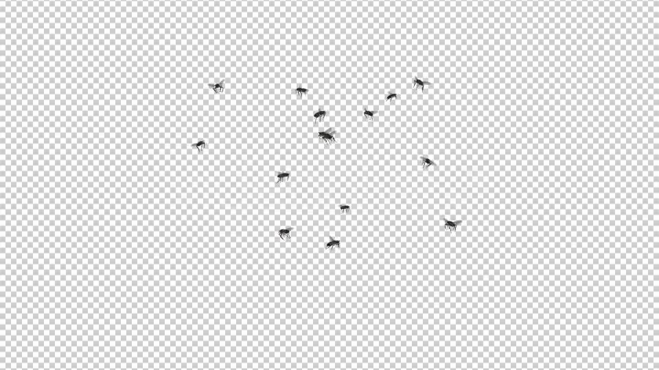 Fly Swarm Flying Around Videohive 20828656 Motion Graphics Image 10
