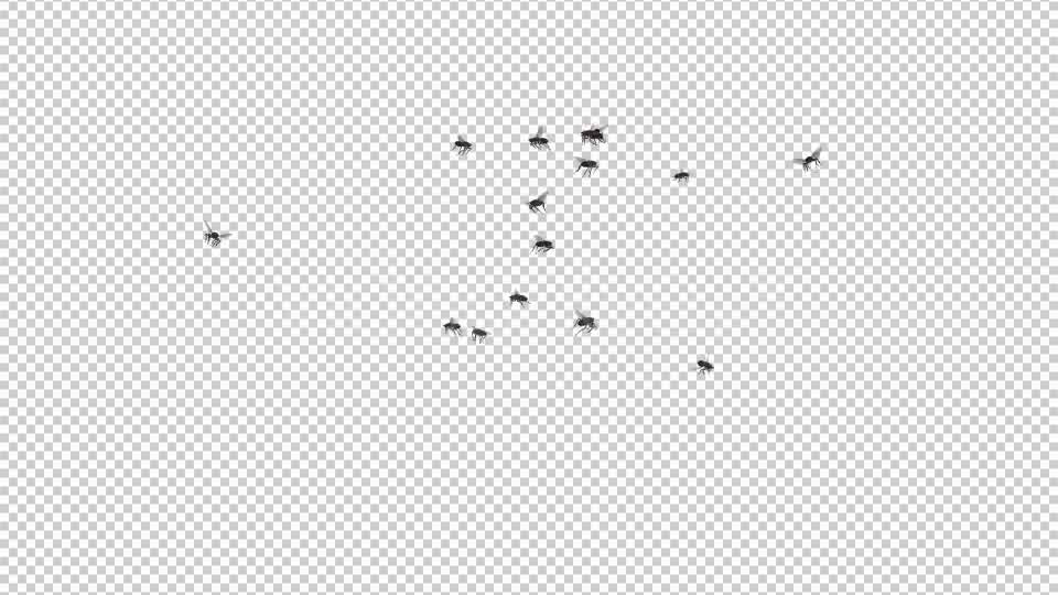 Fly Swarm Flying Around Videohive 20828656 Motion Graphics Image 11