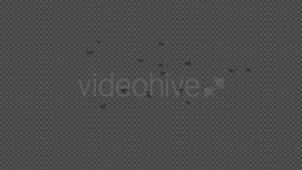 Fly Swarm Flying Around Videohive 20828656 Motion Graphics Image 2