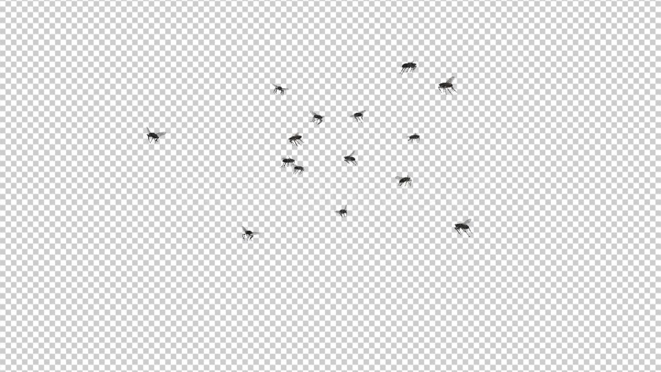 Fly Swarm Flying Around Videohive 20828656 Motion Graphics Image 3