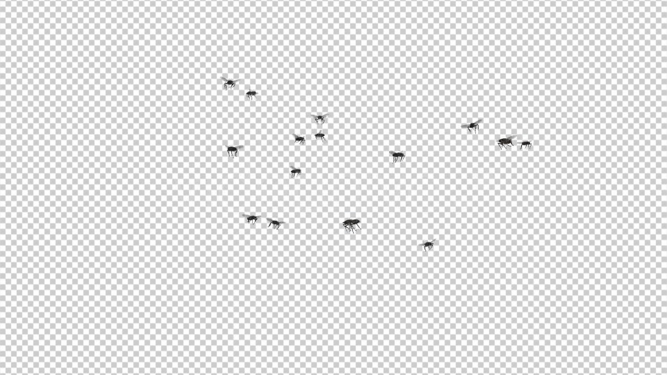 Fly Swarm Flying Around Videohive 20828656 Motion Graphics Image 4