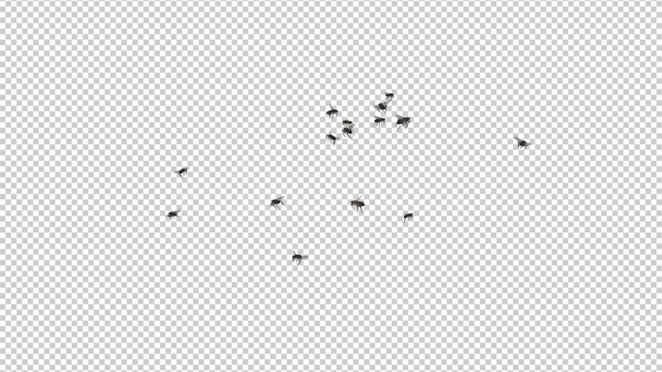 Fly Swarm Flying Around Videohive 20828656 Motion Graphics Image 5