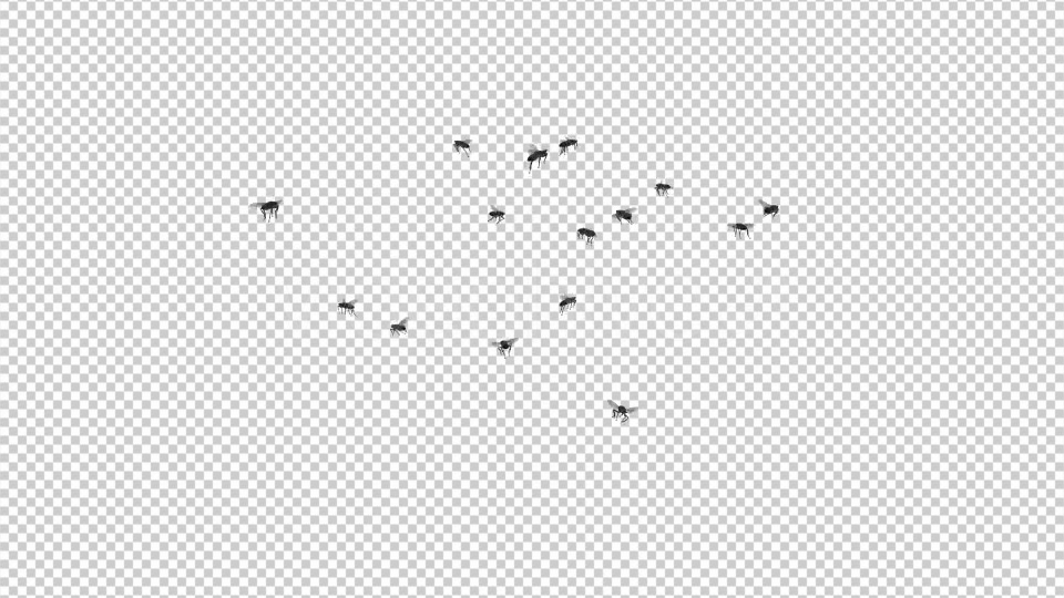 Fly Swarm Flying Around Videohive 20828656 Motion Graphics Image 6