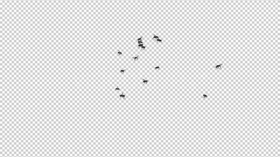 Fly Swarm Flying Around Videohive 20828656 Motion Graphics Image 7
