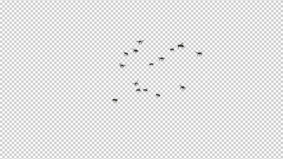 Fly Swarm Flying Around Videohive 20828656 Motion Graphics Image 8
