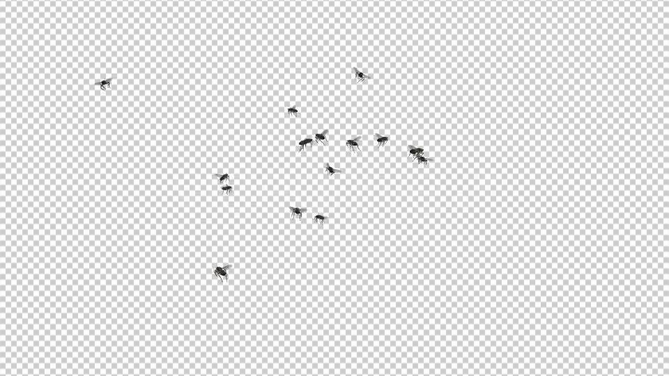 Fly Swarm Flying Around Videohive 20828656 Motion Graphics Image 9