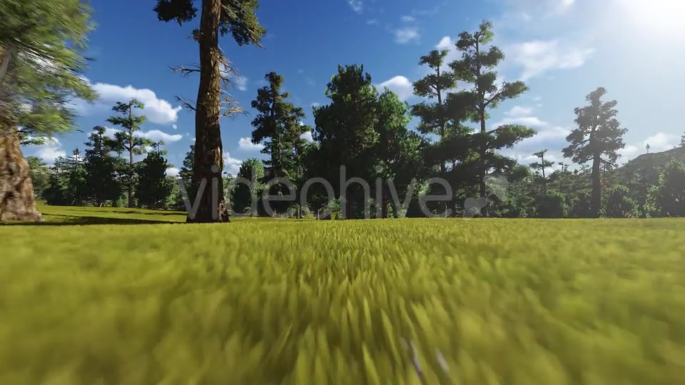 Fly through Forest Videohive 13047180 Motion Graphics Image 7
