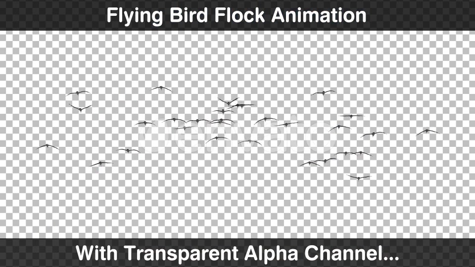 Flying Bird Flock Forward Videohive 22654604 Motion Graphics Image 3