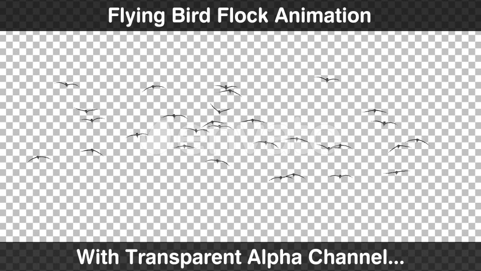 Flying Bird Flock Forward Videohive 22654604 Motion Graphics Image 4