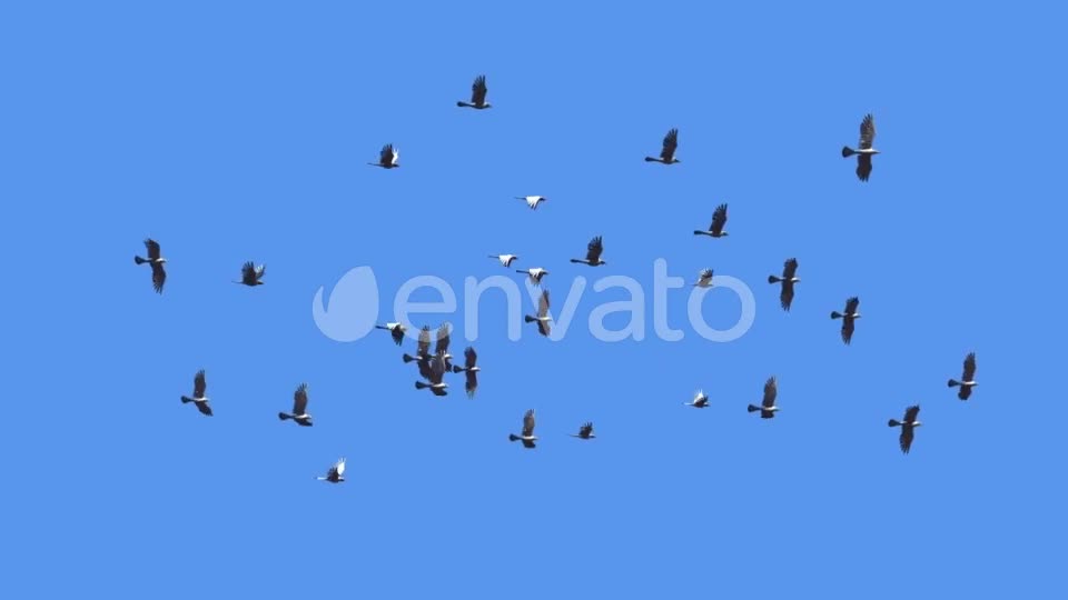 Flying Bird Flock Loop Videohive 22280944 Motion Graphics Image 1