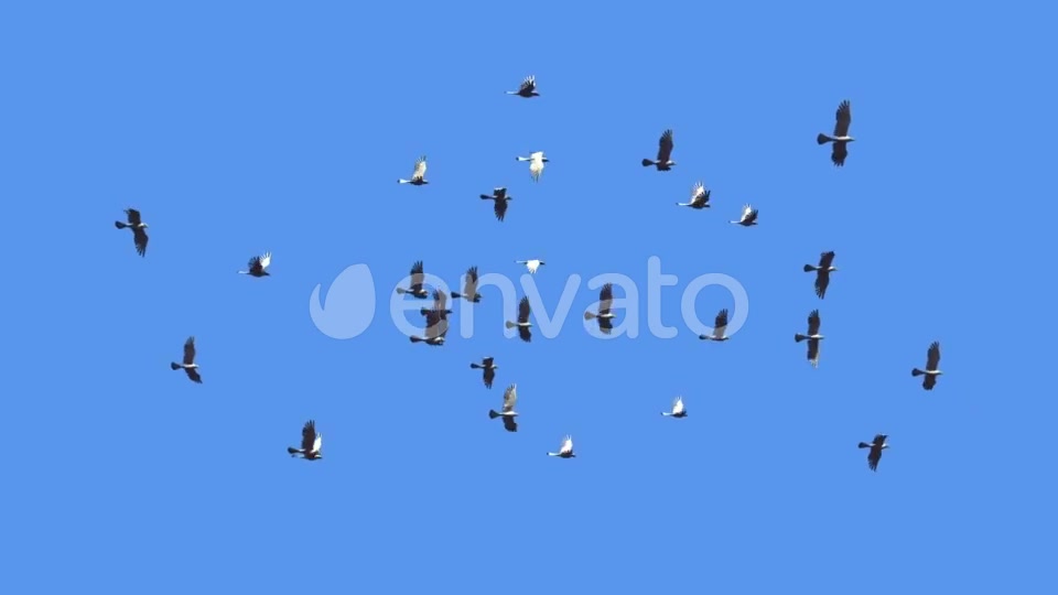 Flying Bird Flock Loop Videohive 22280944 Motion Graphics Image 2