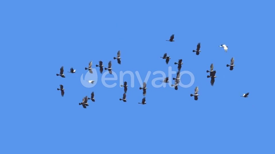 Flying Bird Flock Loop Videohive 22280944 Motion Graphics Image 3