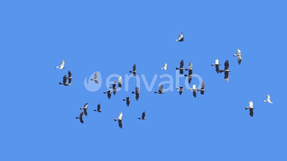 Flying Bird Flock Loop Videohive 22280944 Motion Graphics Image 4