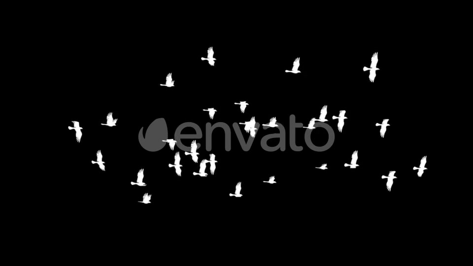 Flying Bird Flock Loop Videohive 22280944 Motion Graphics Image 5